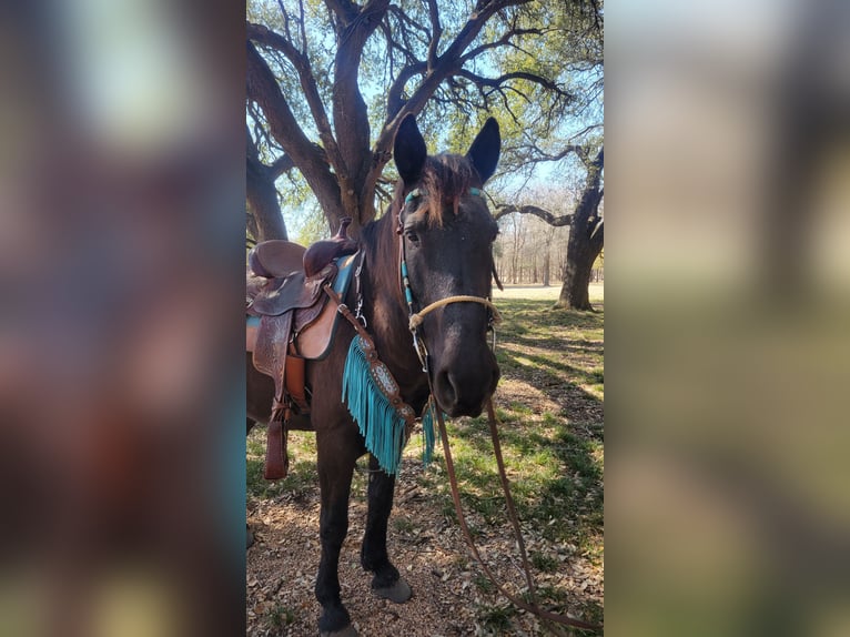 Mustang (american) Gelding 15 years 14 hh Black in Salado