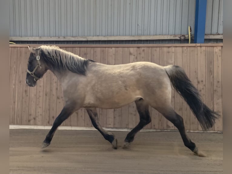 Mustang (american) Gelding 15 years 14,2 hh Grullo in Bühnsdorf