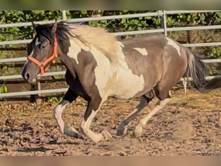 Mustang (american) Gelding 2 years 14,1 hh Grullo in Niederaula