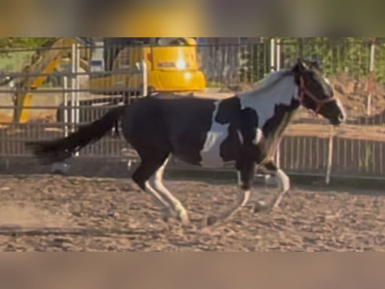Mustang (american) Gelding 2 years 14,1 hh Grullo in Niederaula