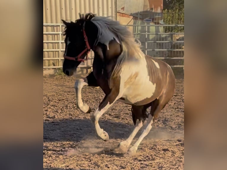 Mustang (american) Gelding 2 years 14,1 hh Grullo in Niederaula