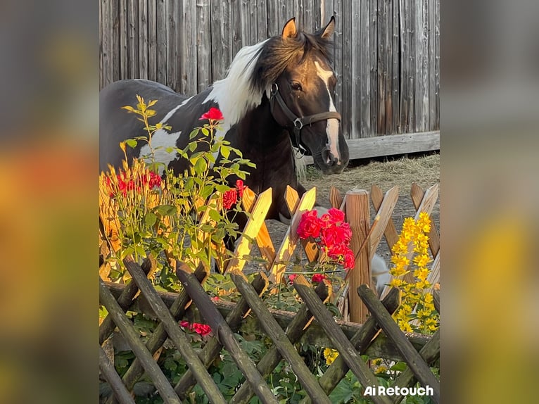Mustang (american) Gelding 2 years 14,1 hh Grullo in Niederaula