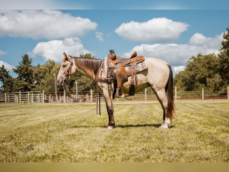 Mustang (american) Gelding 3 years 13,2 hh Buckskin in North Judson