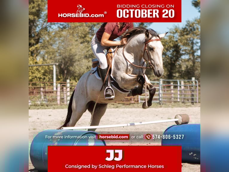 Mustang (american) Gelding 3 years 13,2 hh Buckskin in North Judson