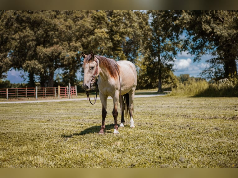 Mustang (american) Gelding 3 years 13,2 hh Buckskin in North Judson