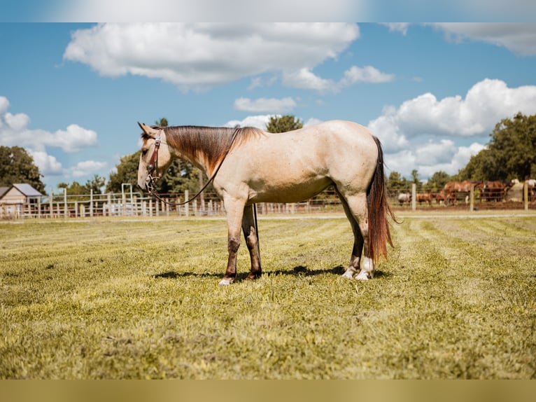Mustang (american) Gelding 3 years 13,2 hh Buckskin in North Judson
