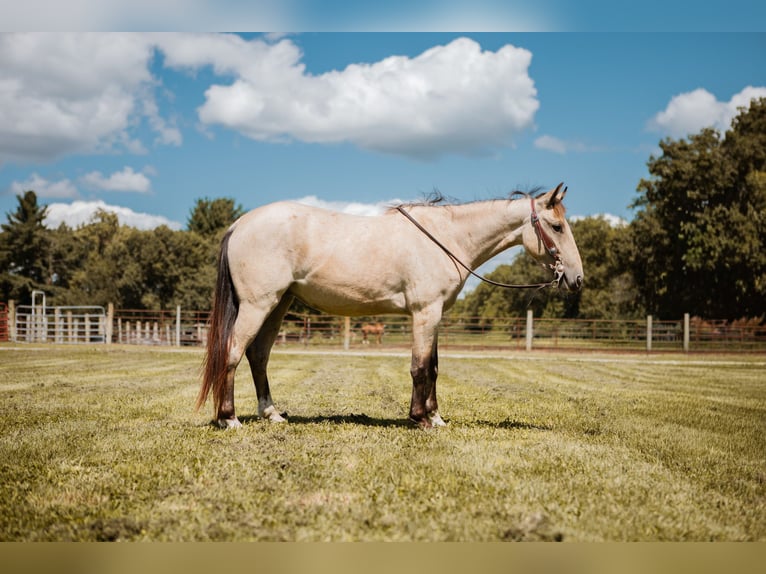 Mustang (american) Gelding 3 years 13,2 hh Buckskin in North Judson