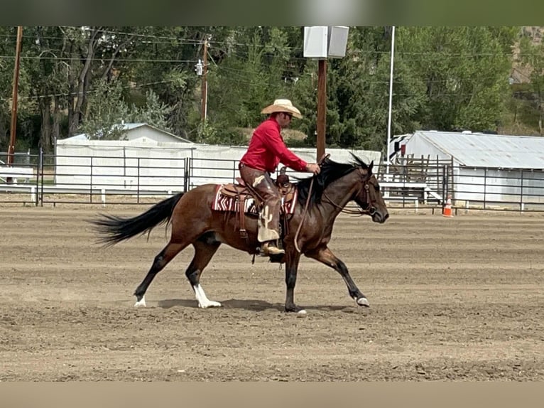 Mustang (american) Gelding 3 years 14,1 hh Bay in Mc Coy