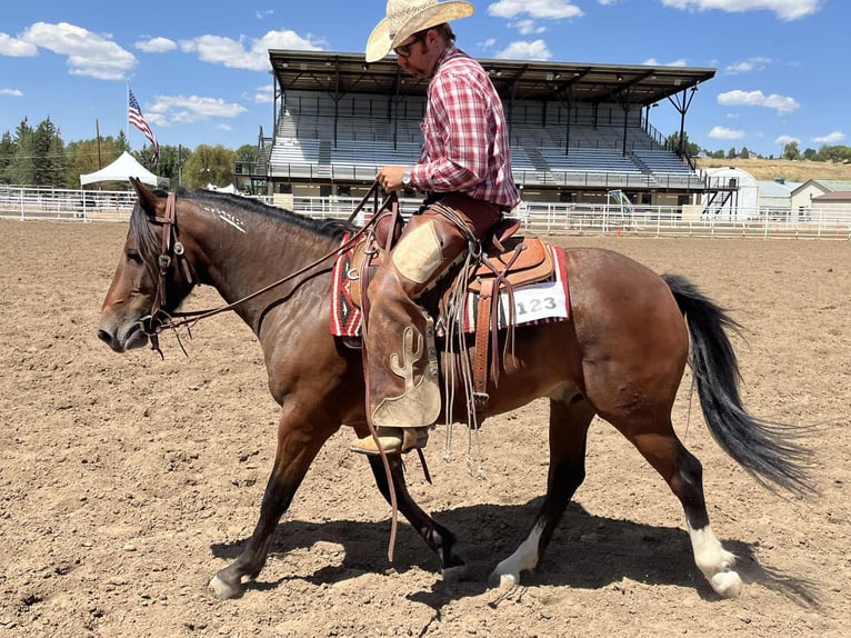 Mustang (american) Gelding 3 years 14,1 hh Bay in Mc Coy