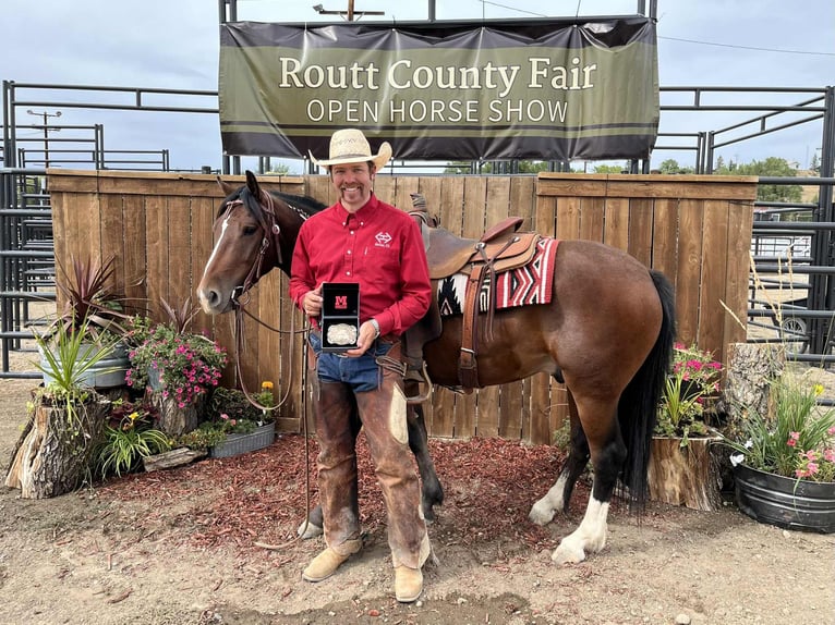 Mustang (american) Gelding 3 years 14,1 hh Bay in Mc Coy