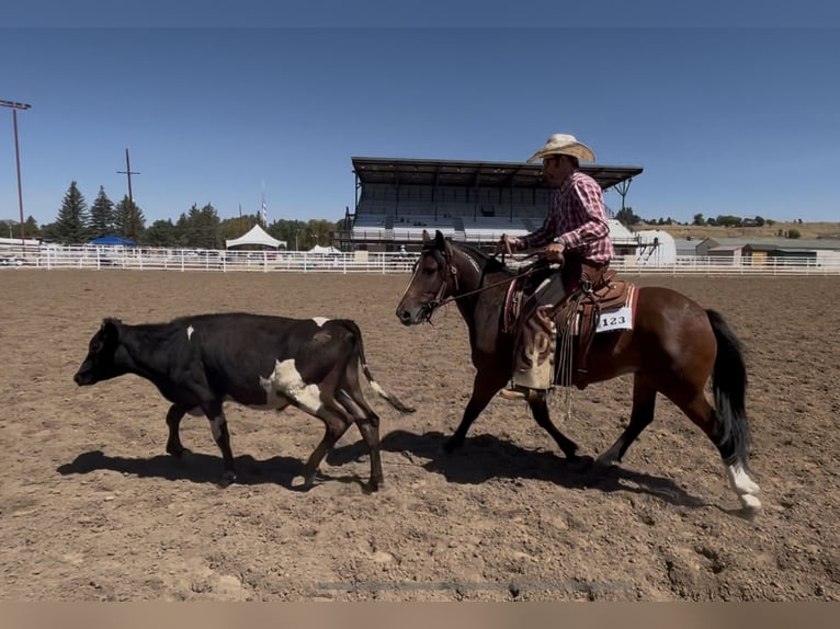 Mustang (american) Gelding 3 years 14,1 hh Bay in Mc Coy