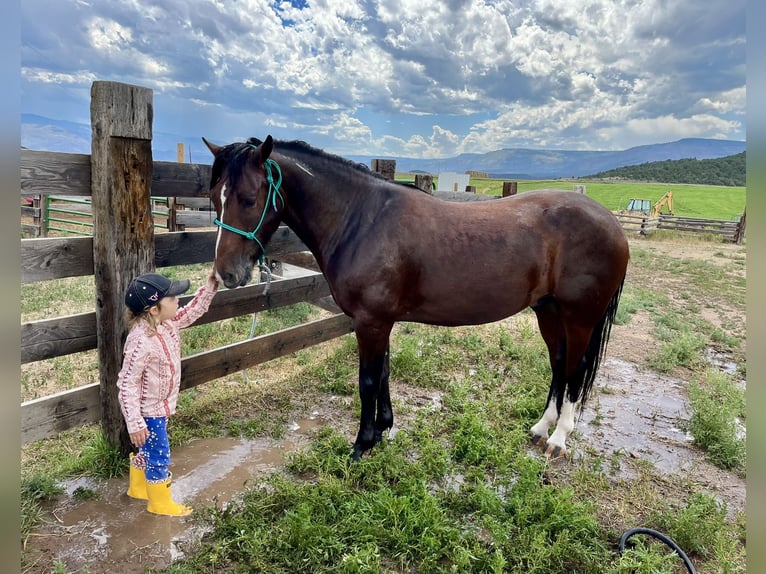 Mustang (american) Gelding 3 years 14,1 hh Bay in Mc Coy