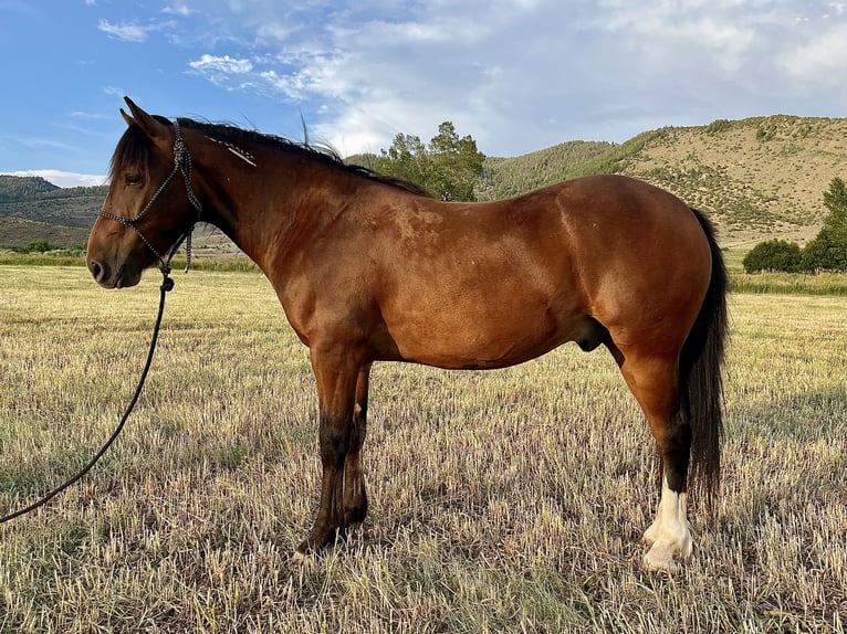 Mustang (american) Gelding 3 years 14,1 hh Bay in Mc Coy