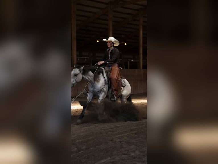 Mustang (american) Gelding 4 years 13,2 hh Buckskin in North Judson