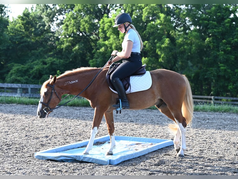 Mustang (american) Gelding 4 years 13,3 hh Sorrel in Damascus, MD