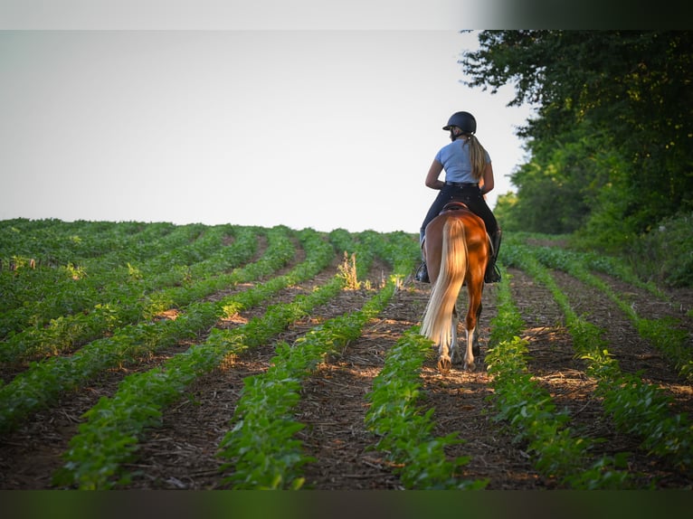 Mustang (american) Gelding 4 years 13,3 hh Sorrel in Damascus, MD