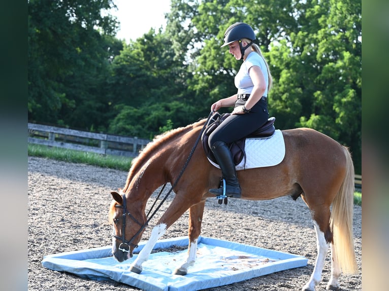 Mustang (american) Gelding 4 years 13,3 hh Sorrel in Damascus, MD