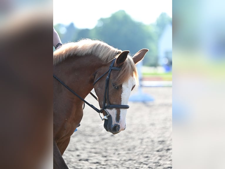 Mustang (american) Gelding 4 years 13,3 hh Sorrel in Damascus, MD