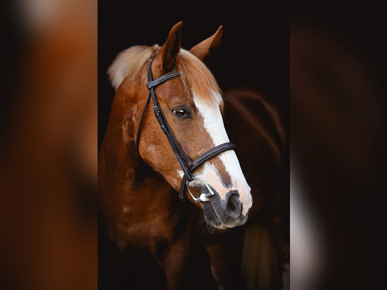 Mustang (american) Gelding 4 years 13,3 hh Sorrel in Damascus, MD