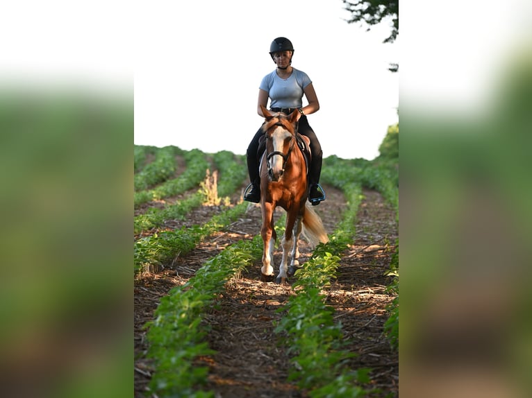 Mustang (american) Gelding 4 years 13,3 hh Sorrel in Damascus, MD