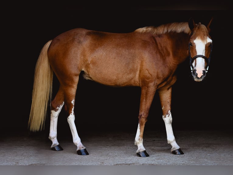Mustang (american) Gelding 4 years 13,3 hh Sorrel in Damascus, MD