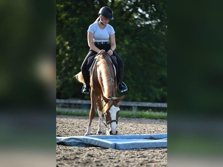 Mustang (american) Gelding 4 years 13,3 hh Sorrel in Damascus, MD