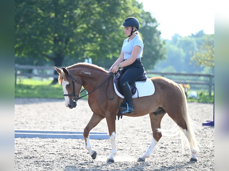 Mustang (american) Gelding 4 years 13,3 hh Sorrel in Damascus, MD