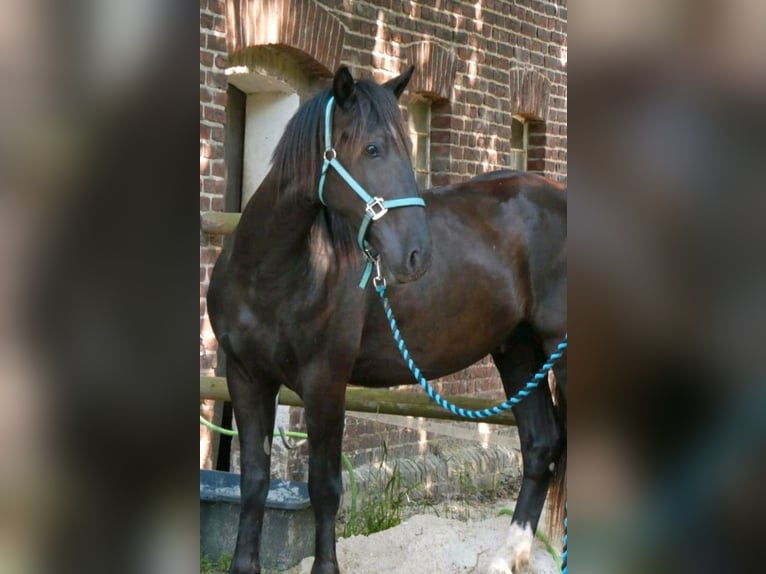 Mustang (american) Gelding 4 years 14.2 hh Black in Welver