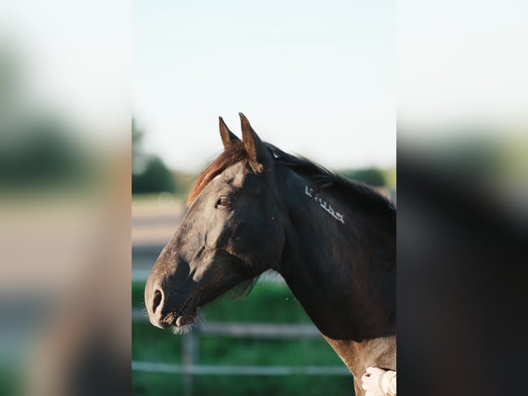 Mustang (american) Gelding 4 years 14.2 hh Black in Welver