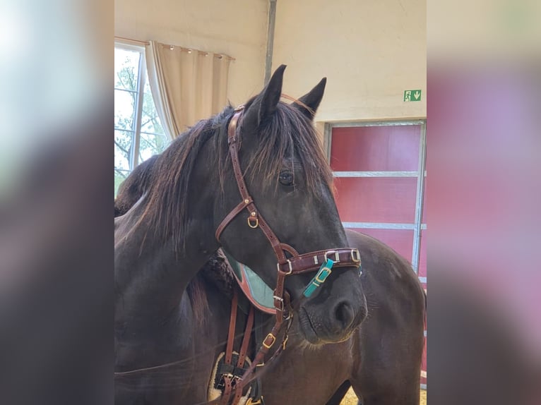 Mustang (american) Gelding 4 years 14.2 hh Black in Welver