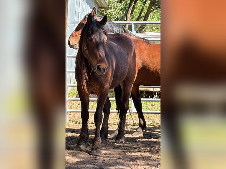 Mustang (american) Gelding 4 years 14.2 hh Brown in 000