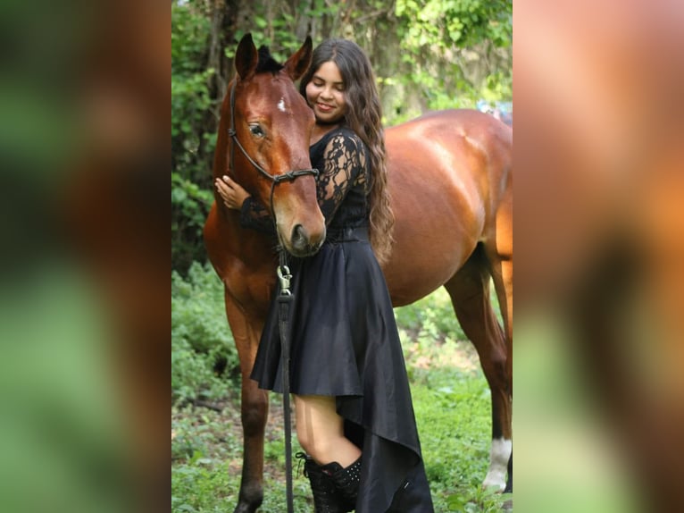 Mustang (american) Gelding 4 years 14 hh Bay in Tampa