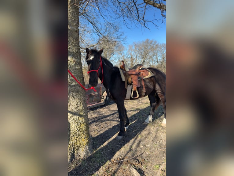 Mustang (american) Gelding 4 years 14 hh Black in Italy Texas