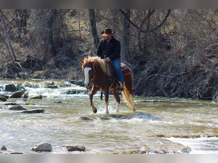 Mustang (american) Gelding 4 years 14 hh Chestnut in New York
