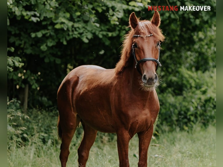 Mustang (american) Gelding 4 years 14,2 hh Chestnut-Red in B&#xF8;rkop