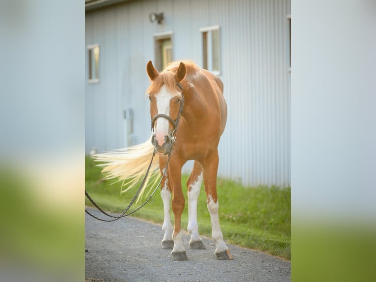 Mustang (american) Gelding 4 years Sorrel in MIdway KY
