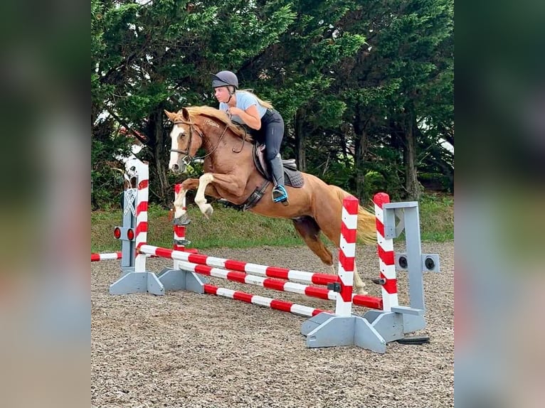 Mustang (american) Gelding 4 years Sorrel in MIdway KY