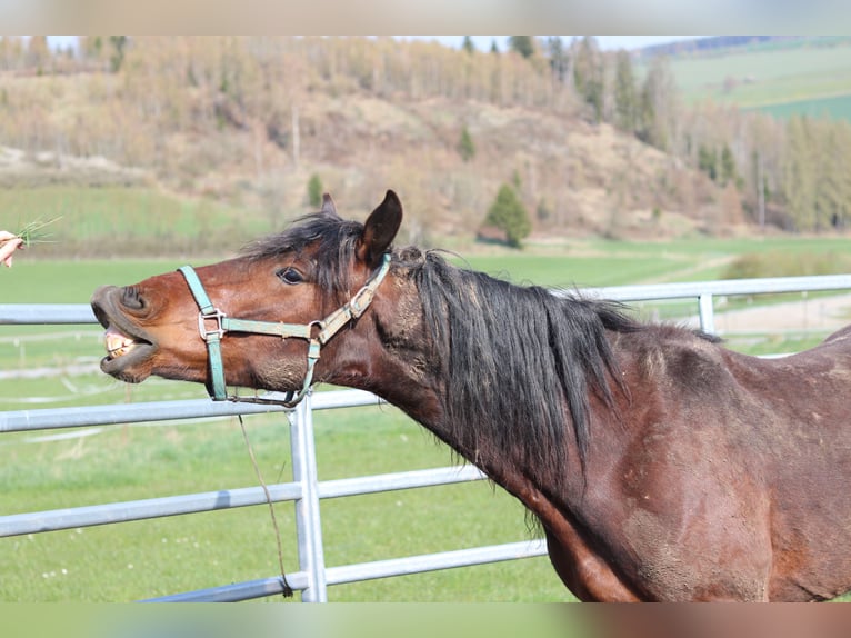 Mustang (american) Gelding 5 years 13.2 hh Brown in Issigau