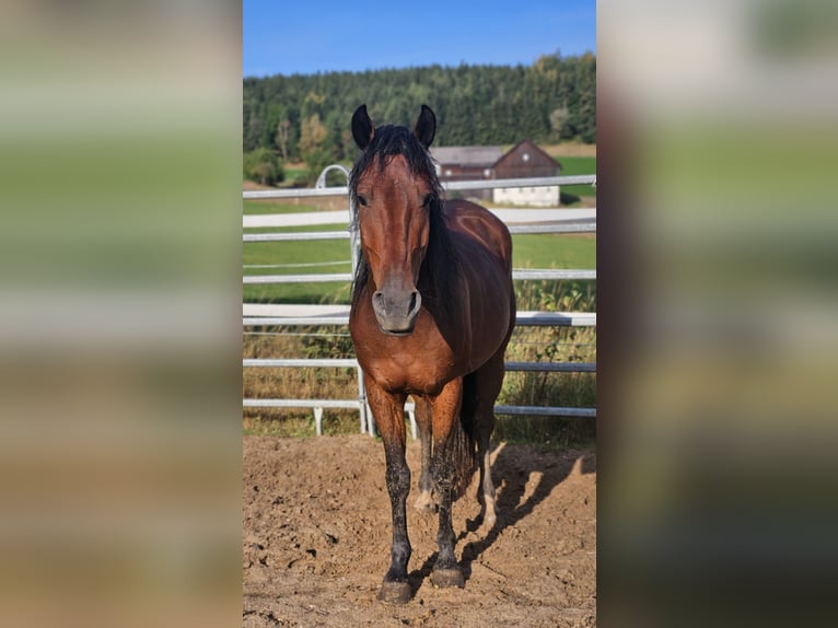Mustang (american) Gelding 5 years 14.1 hh Brown in Issigau
