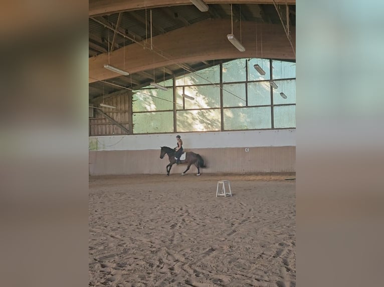Mustang (american) Gelding 5 years 14.1 hh Brown in Issigau