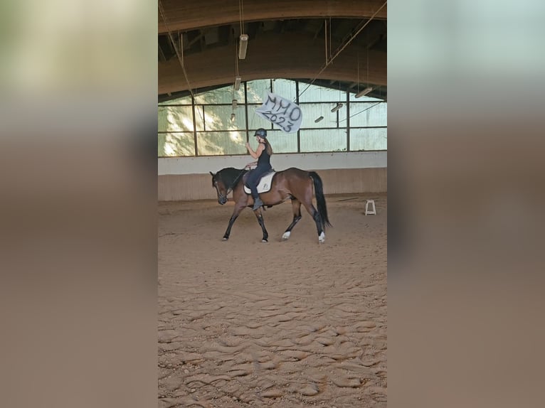 Mustang (american) Gelding 5 years 14.1 hh Brown in Issigau