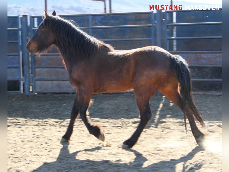 Mustang (american) Gelding 5 years 14,2 hh Brown in Hof