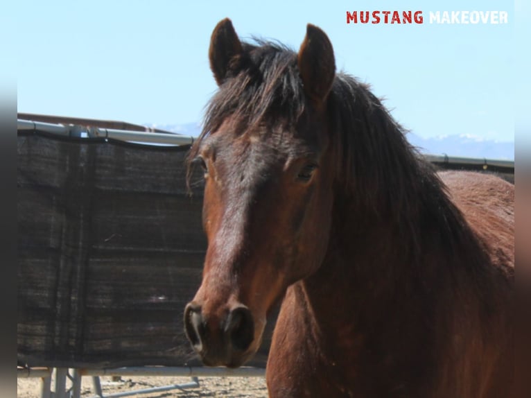Mustang (american) Gelding 5 years 14,2 hh Brown in Neu Drefahl