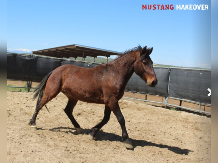 Mustang (american) Gelding 5 years 14,2 hh Brown in Neu Drefahl