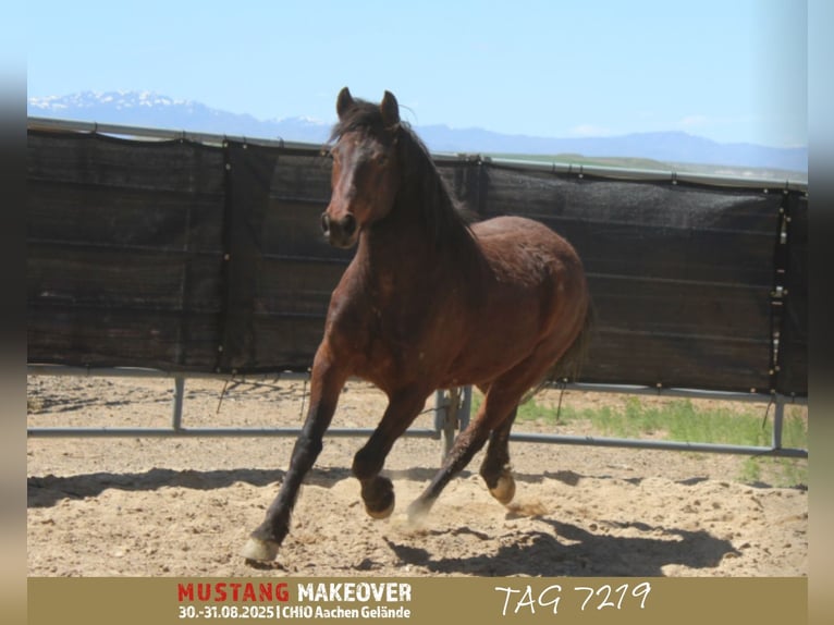 Mustang (american) Gelding 5 years 14,2 hh Brown in Neu Drefahl