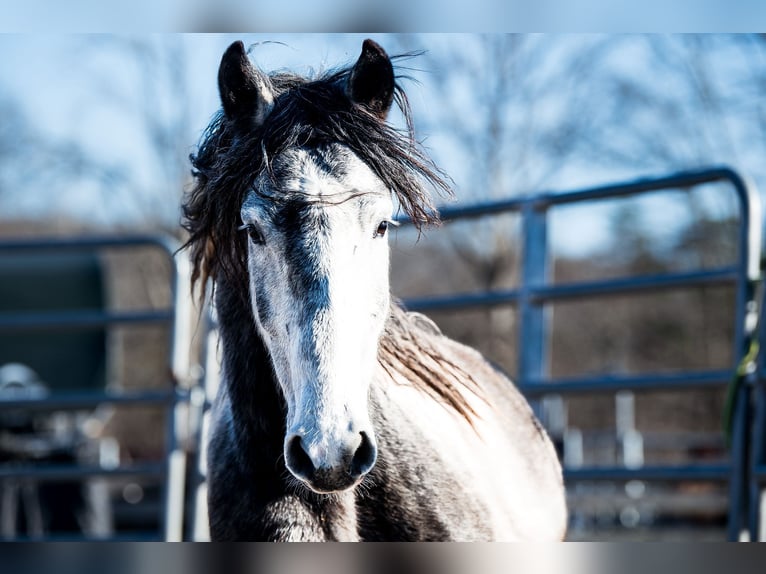 Mustang (american) Gelding 5 years 14.2 hh Pinto in Heinzenbach