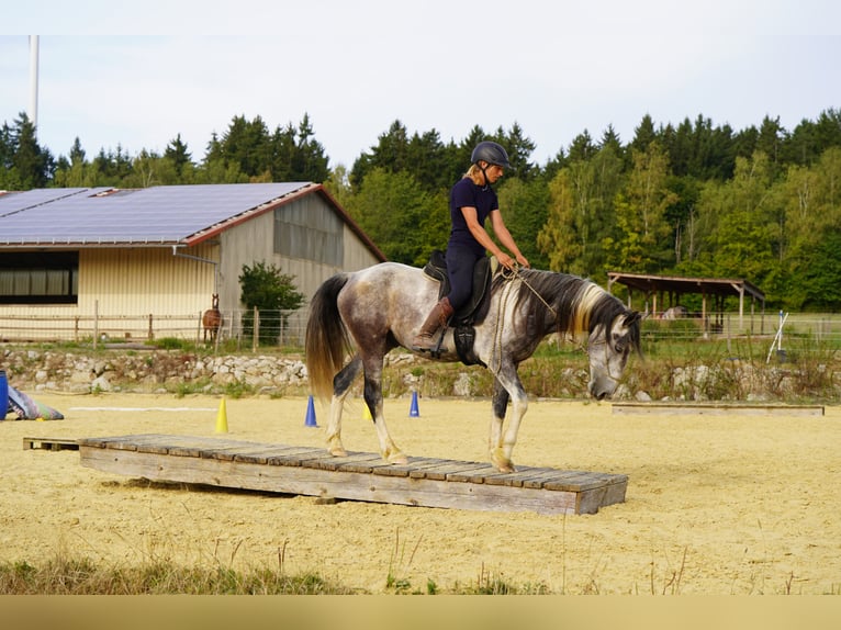 Mustang (american) Gelding 5 years 14.2 hh Pinto in Heinzenbach