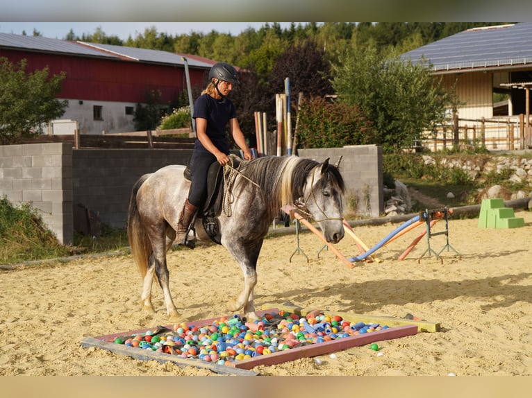 Mustang (american) Gelding 5 years 14.2 hh Pinto in Heinzenbach