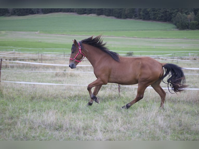 Mustang (american) Gelding 5 years 14.3 hh Brown in Seeburg