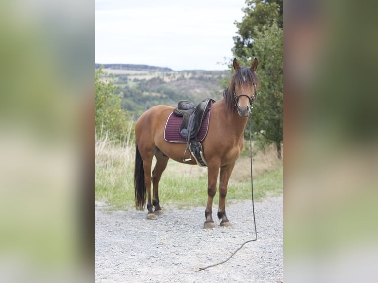 Mustang (american) Gelding 5 years 14.3 hh Brown in Seeburg
